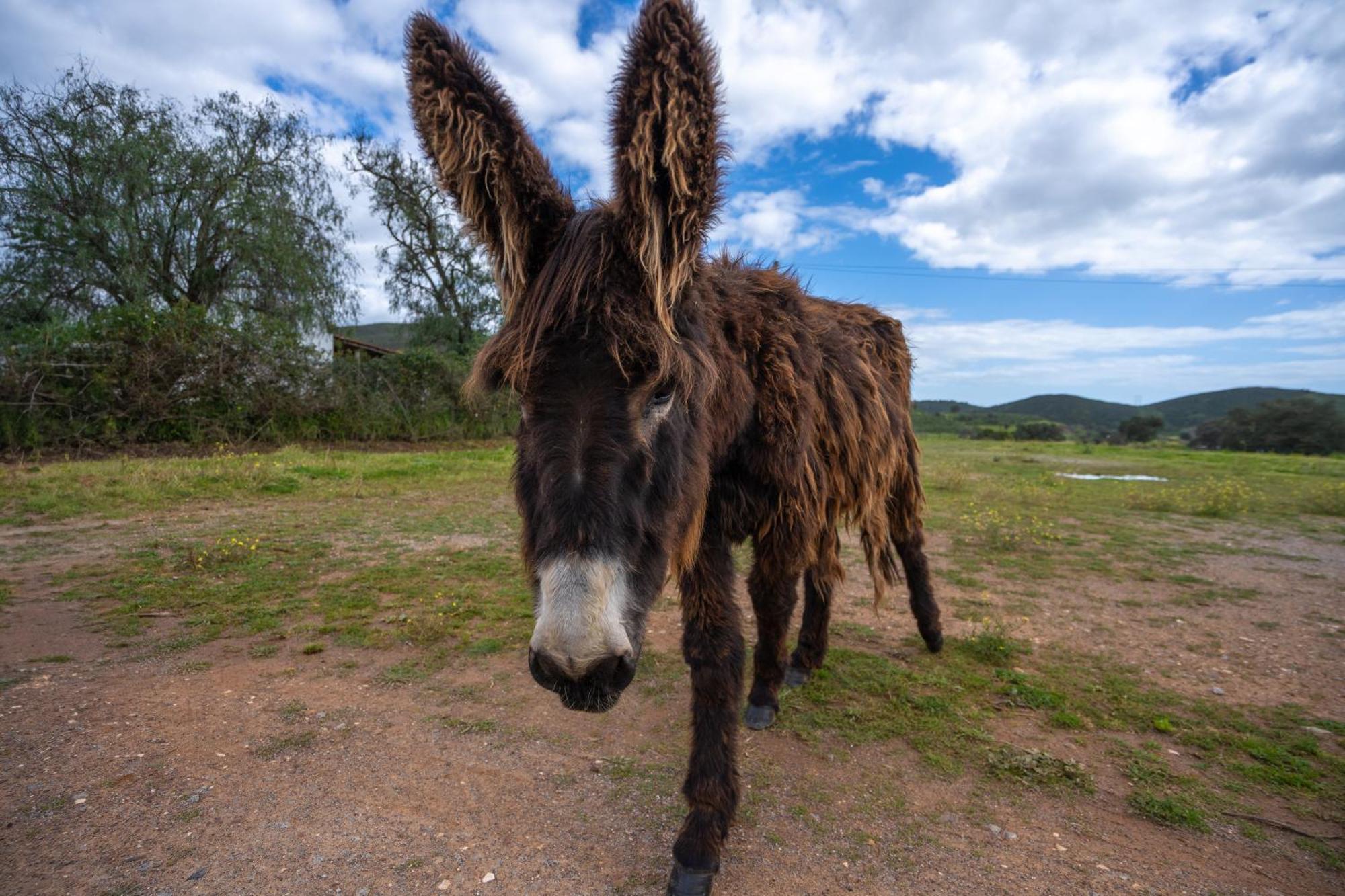 Burro Ville By Host Wise Portimão Eksteriør billede