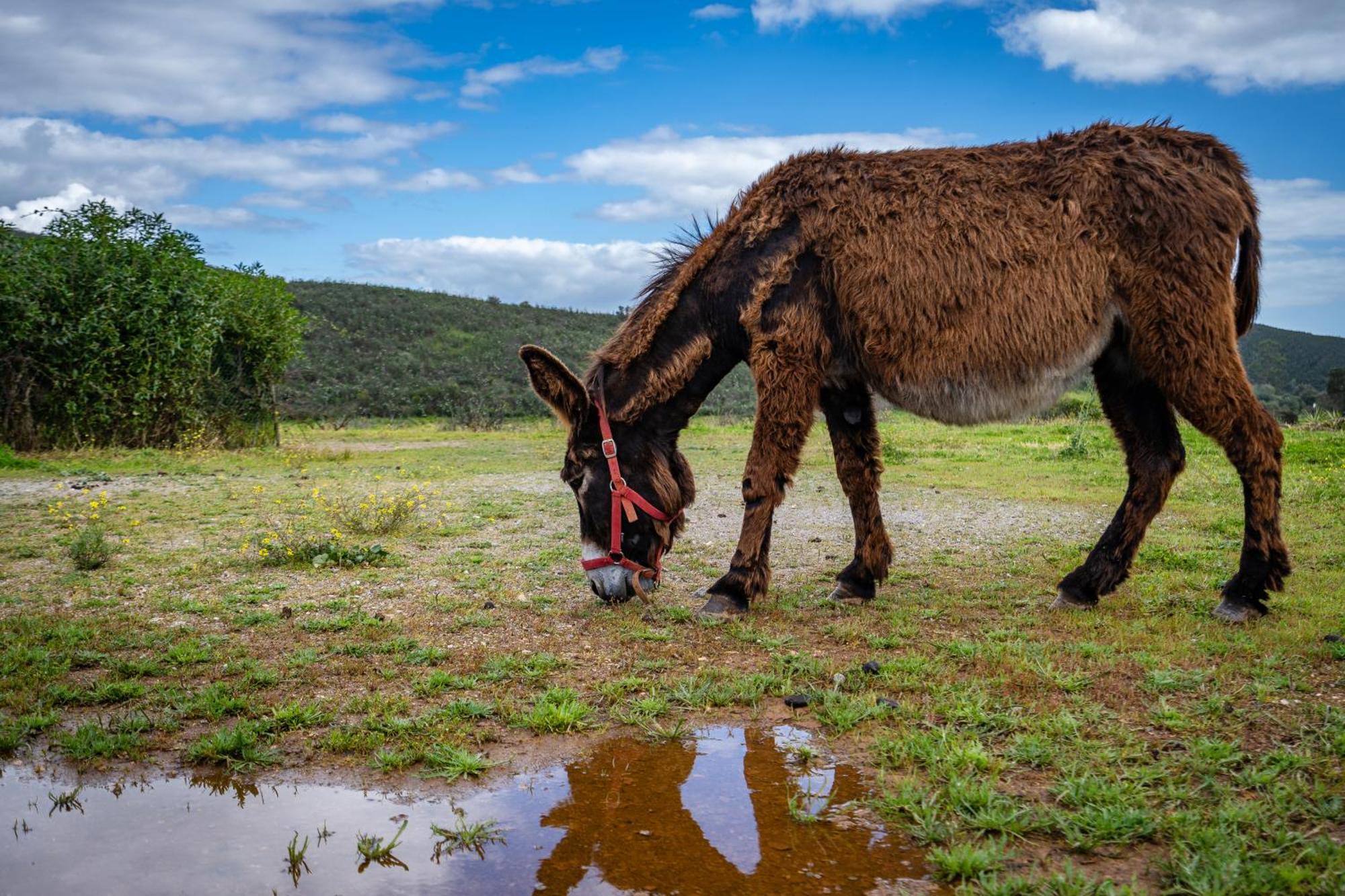 Burro Ville By Host Wise Portimão Eksteriør billede