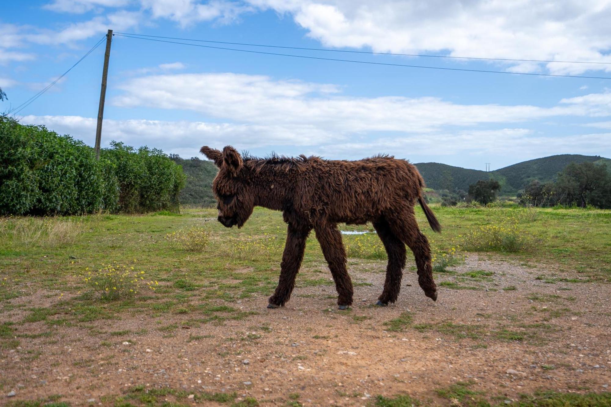 Burro Ville By Host Wise Portimão Eksteriør billede