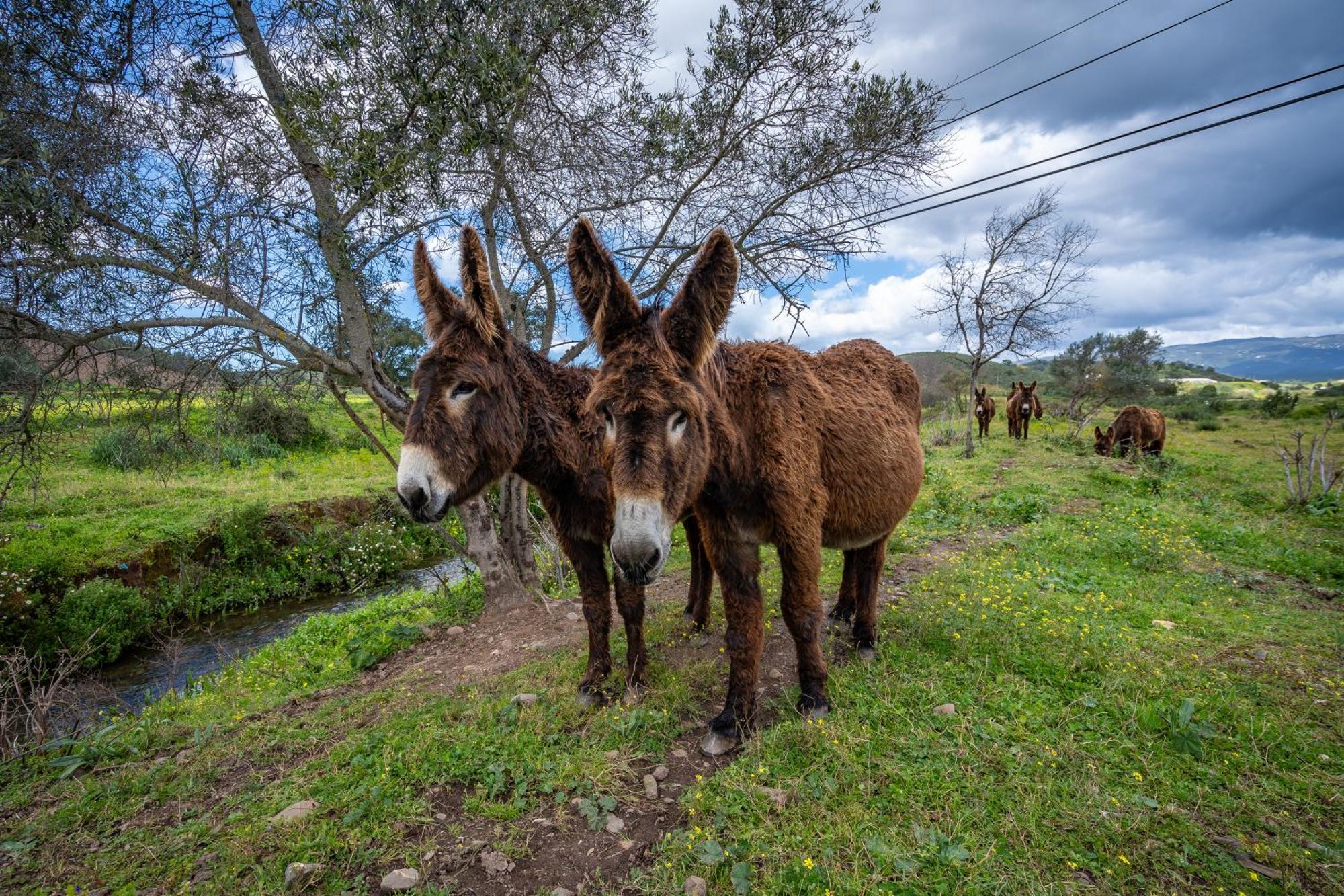 Burro Ville By Host Wise Portimão Eksteriør billede