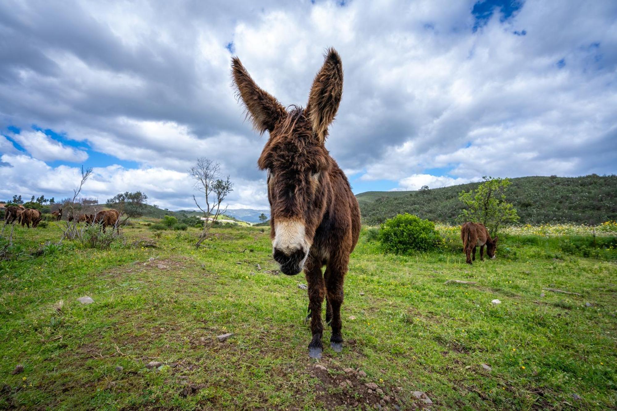 Burro Ville By Host Wise Portimão Eksteriør billede