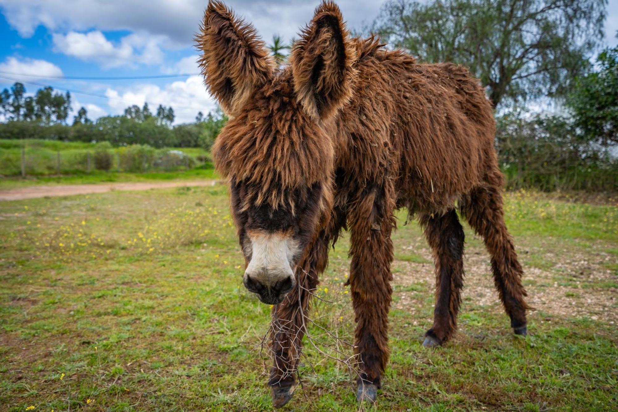 Burro Ville By Host Wise Portimão Eksteriør billede