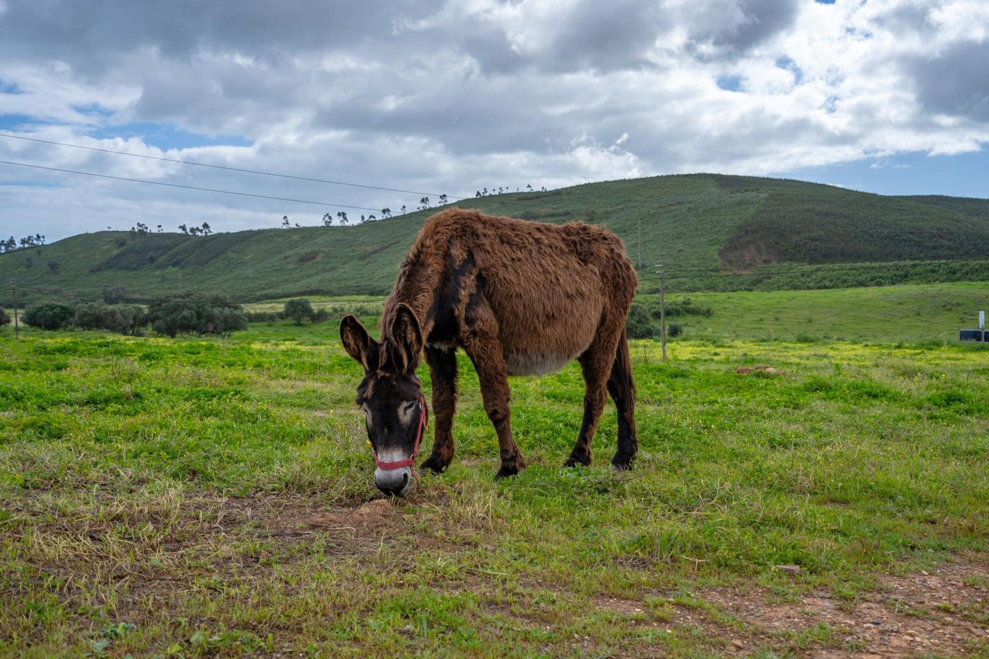 Burro Ville By Host Wise Portimão Eksteriør billede