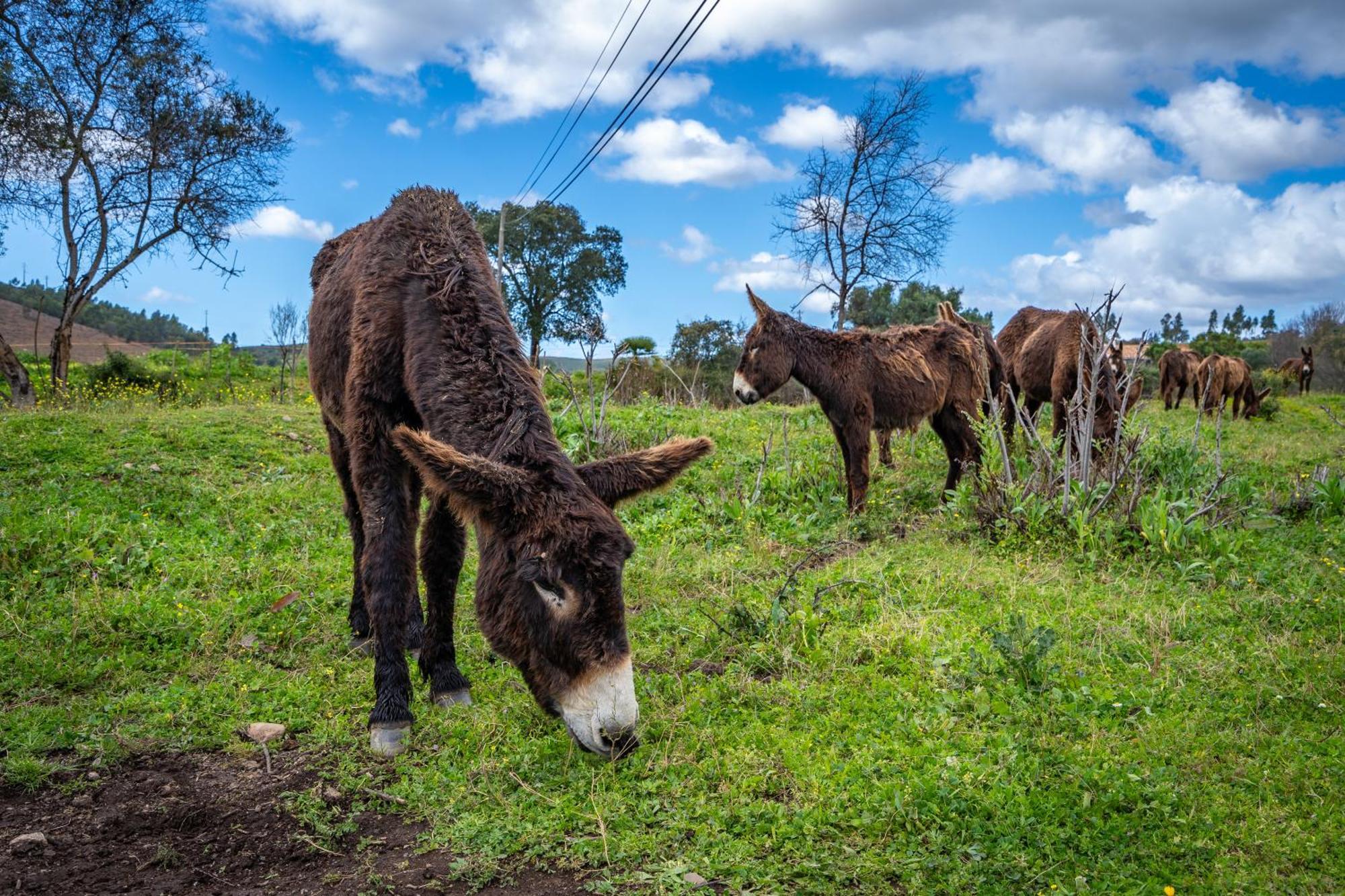 Burro Ville By Host Wise Portimão Eksteriør billede