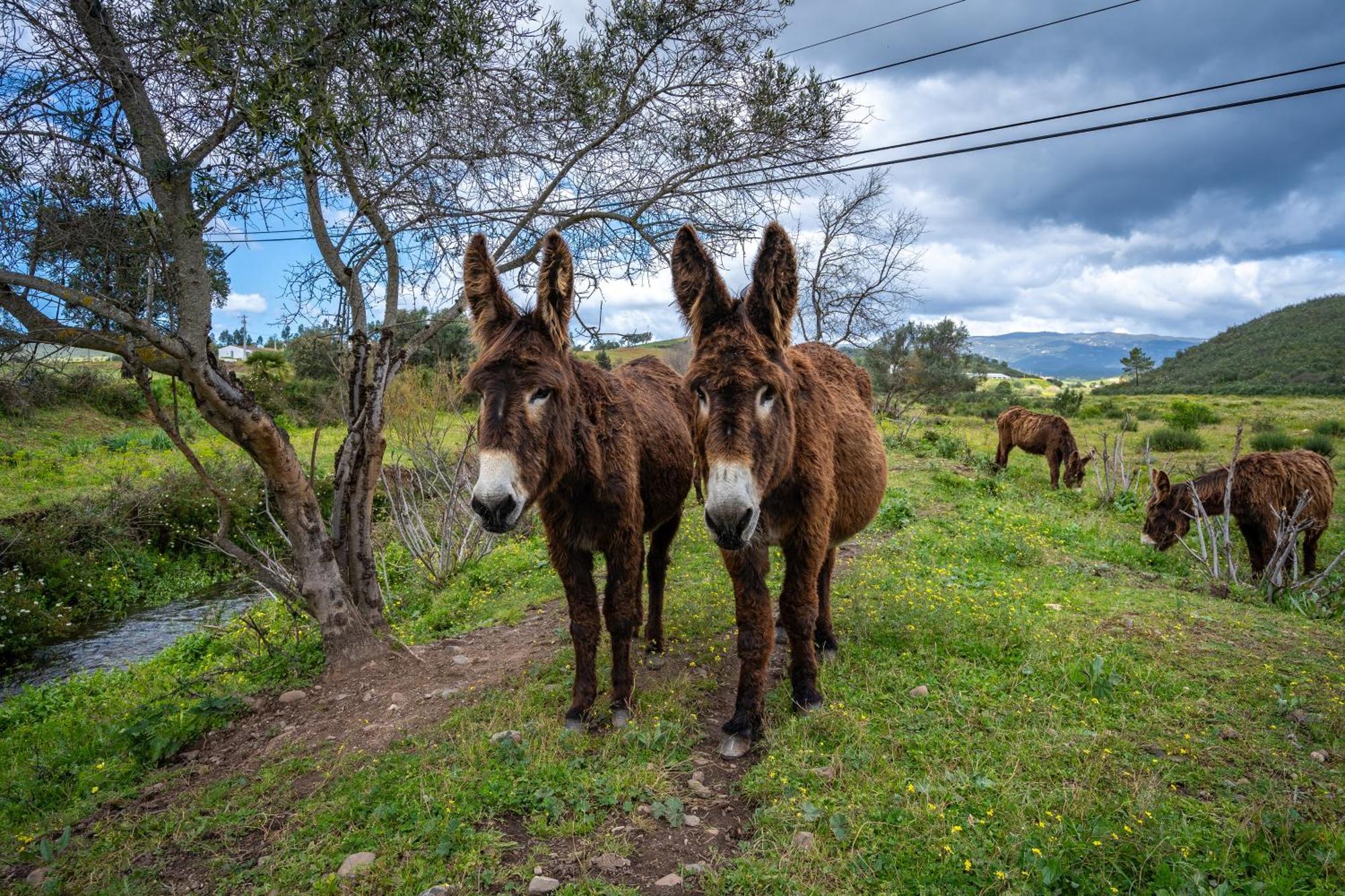 Burro Ville By Host Wise Portimão Eksteriør billede