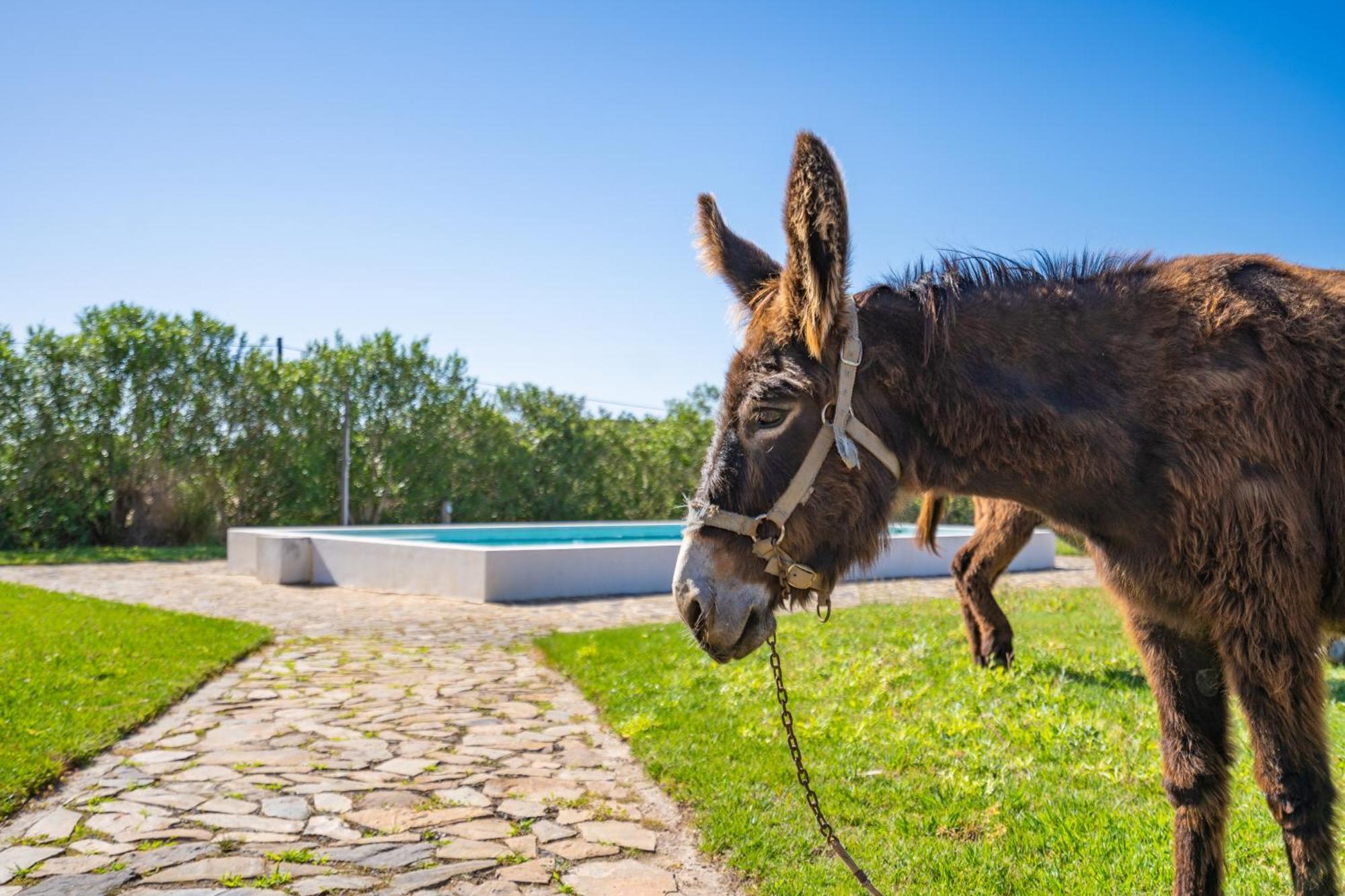 Burro Ville By Host Wise Portimão Eksteriør billede