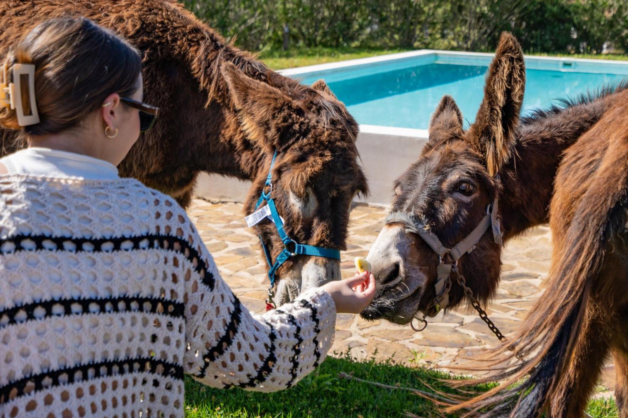 Burro Ville By Host Wise Portimão Eksteriør billede